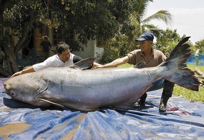 Mekong giant catfish Mekong Giant Catfish Fish Red List of Endangered Species RelivEarth