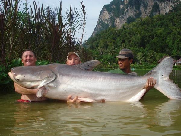 Mekong giant catfish petethomastypepadcoma6a0120a77b966b970b015432