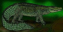 Mekosuchus httpsuploadwikimediaorgwikipediacommonsthu