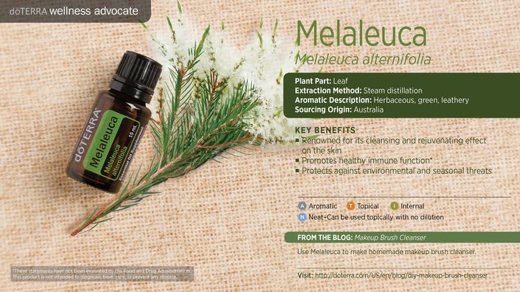 Melaleuca Melaleuca Tea Tree Oil doTERRA Essential Oils