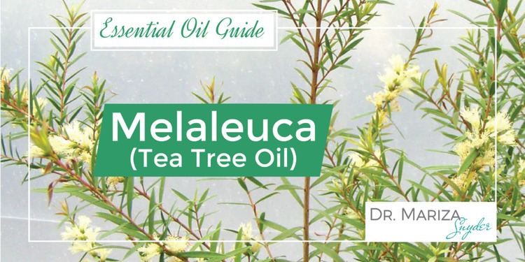 Melaleuca doTERRA Melaleuca Tea Tree Essential Oil Uses amp Benefits