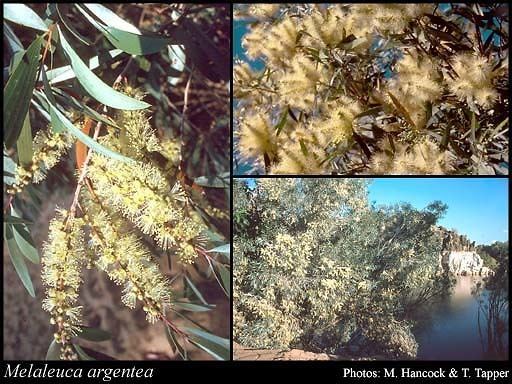 Melaleuca argentea httpsflorabasedpawwagovausciencetimage58