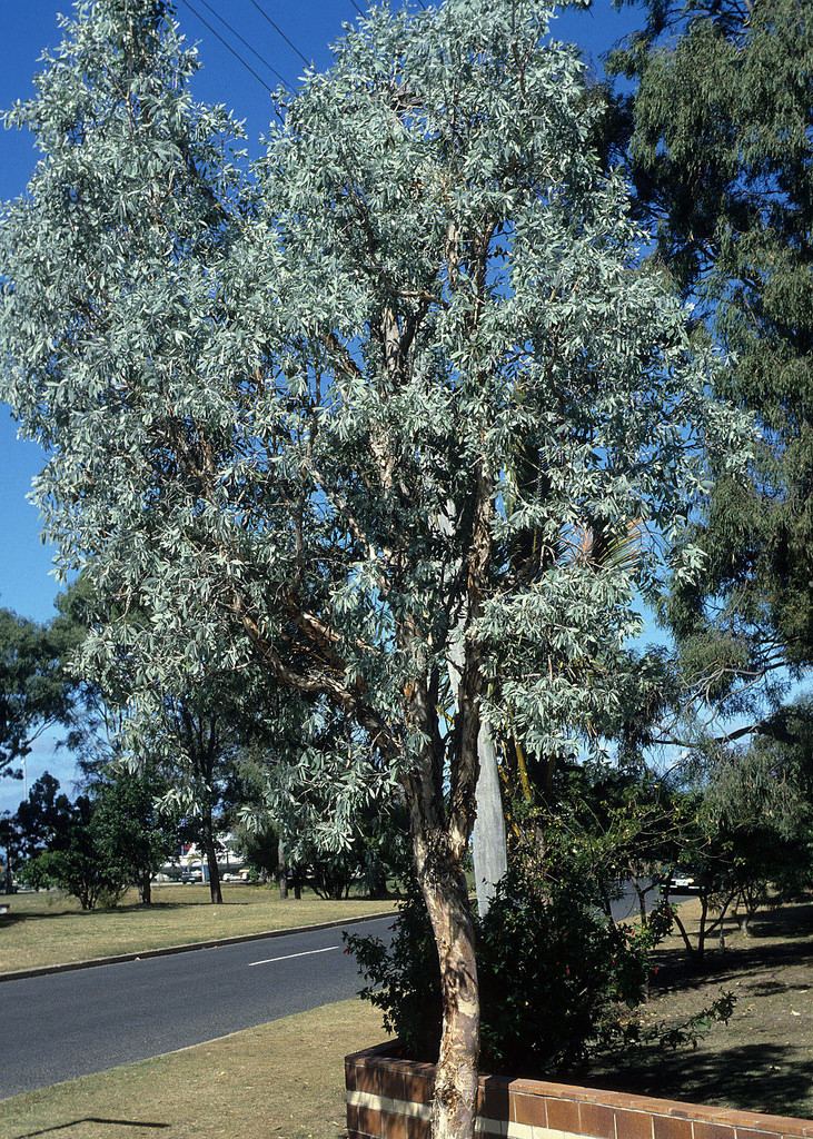 Melaleuca argentea Melaleuca argentea Common Name Silverleaved Paperbark Ph Flickr