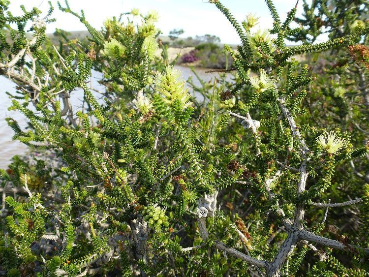 Melaleuca blaeriifolia