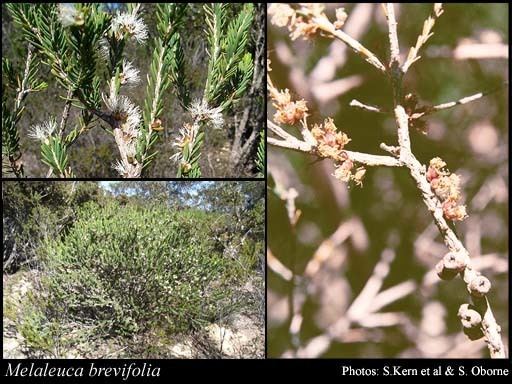 Melaleuca brevifolia httpsflorabasedpawwagovausciencetimage58