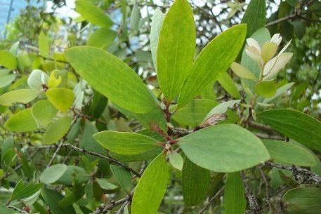 Melaleuca cajuputi Melaleuca cajuputi