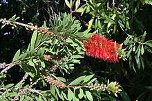 Melaleuca citrina httpsuploadwikimediaorgwikipediacommonsthu