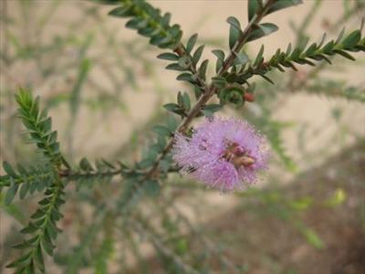 Melaleuca decussata Melaleuca decussata Australian Native Plants Plants 8007016517