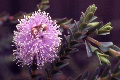 Melaleuca decussata Melaleuca decussata Australian Native Plants Plants 8007016517
