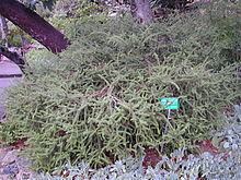 Melaleuca diosmifolia httpsuploadwikimediaorgwikipediacommonsthu