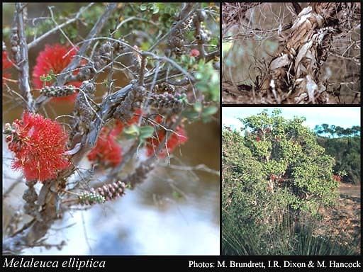 Melaleuca elliptica Melaleuca elliptica Labill FloraBase Flora of Western Australia
