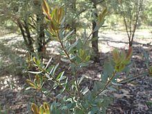 Melaleuca fulgens subsp. steedmanii httpsuploadwikimediaorgwikipediacommonsthu