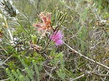 Melaleuca holosericea httpsuploadwikimediaorgwikipediacommonsthu