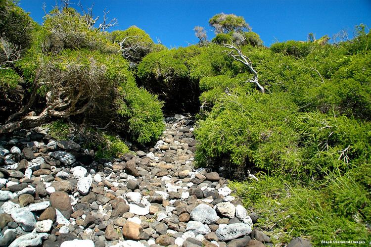 Melaleuca howeana Melaleuca howeana Old Gulch North Bay Lord Howe Island Flickr