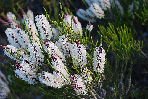 Melaleuca huegelii Melaleuca huegelii Chid Gilovitz Flickr