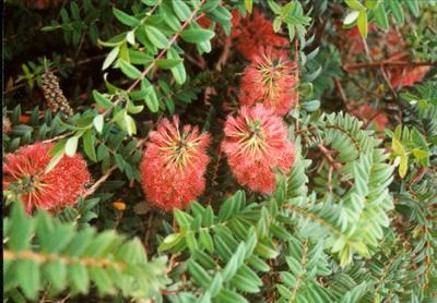 Melaleuca hypericifolia Melaleuca hypericifolia Australian Native Plants Plants