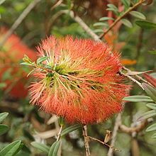 Melaleuca hypericifolia httpsuploadwikimediaorgwikipediacommonsthu