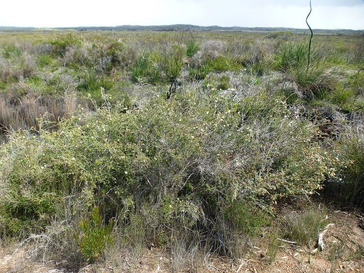 Melaleuca incana subsp. incana