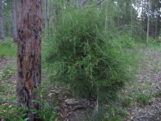Melaleuca irbyana Arbor Ecological Vegetation Management Plans VMP Arbor Ecological