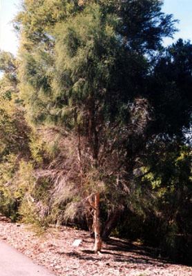 Melaleuca irbyana Melaleuca irbyana Australian Native Plants Plants 8007016517