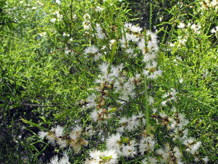 Melaleuca irbyana Call to arms for endangered Queensland forest ABC Rural