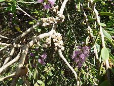 Melaleuca laxiflora httpsuploadwikimediaorgwikipediacommonsthu