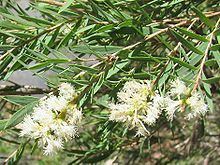 Melaleuca linariifolia httpsuploadwikimediaorgwikipediacommonsthu
