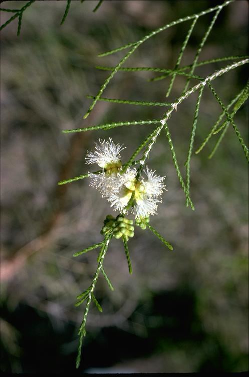 Melaleuca minutifolia