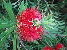 Melaleuca montana httpsuploadwikimediaorgwikipediacommonsthu