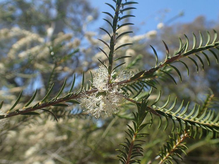 Melaleuca oxyphylla