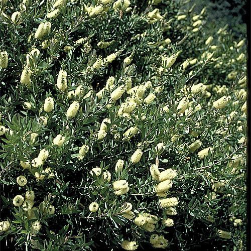 Melaleuca pallida Callistemon pallidus Growing Native Plants
