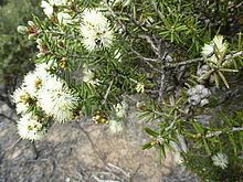 Melaleuca pauperiflora httpsuploadwikimediaorgwikipediacommonsthu