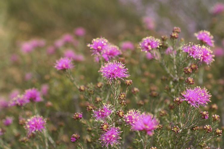 Melaleuca psammophila