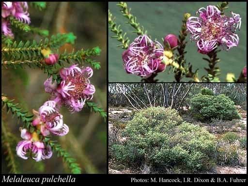 Melaleuca pulchella Melaleuca pulchella RBr FloraBase Flora of Western Australia
