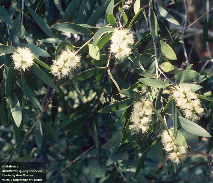 Melaleuca quinquenervia Melaleuca quinquenervia UFIFAS Center for Aquatic and Invasive Plants