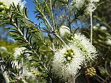 Melaleuca rhaphiophylla httpsuploadwikimediaorgwikipediacommonsthu