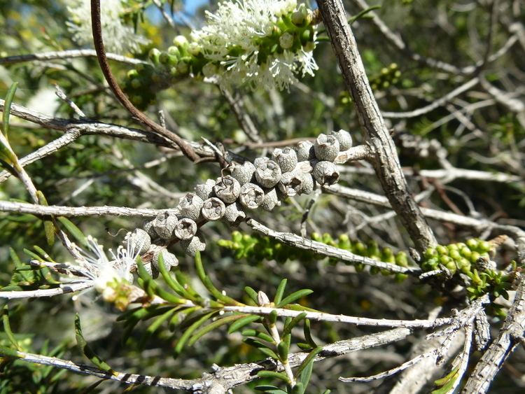 Melaleuca rhaphiophylla FileMelaleuca rhaphiophylla fruitsJPG Wikimedia Commons