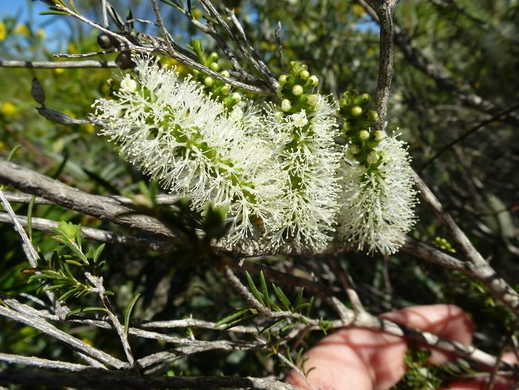 Melaleuca rhaphiophylla FileMelaleuca rhaphiophylla flowersJPG Wikimedia Commons