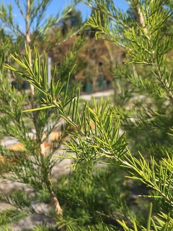 Melaleuca rhaphiophylla Melaleuca rhaphiophylla 39Swamp Paper Bark39 Ellenby Tree Farm