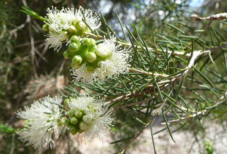 Melaleuca rhaphiophylla Melaleuca rhaphiophyllaFriends of Queens Park Bushland Friends of