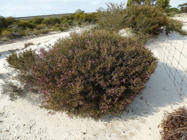 Melaleuca rigidifolia