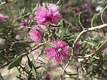 Melaleuca sclerophylla httpsuploadwikimediaorgwikipediacommonsthu