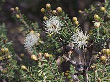 Melaleuca sparsiflora httpsuploadwikimediaorgwikipediacommonsthu