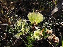 Melaleuca spectabilis httpsuploadwikimediaorgwikipediacommonsthu