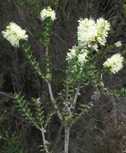 Melaleuca squarrosa Key to Tasmanian Dicots
