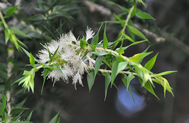 Melaleuca styphelioides UFEI SelecTree A Tree Selection Guide