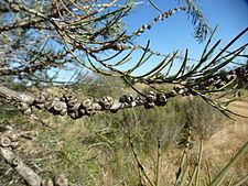 Melaleuca teretifolia httpsuploadwikimediaorgwikipediacommonsthu