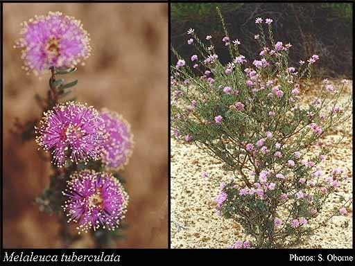 Melaleuca tuberculata httpsflorabasedpawwagovausciencetimage15