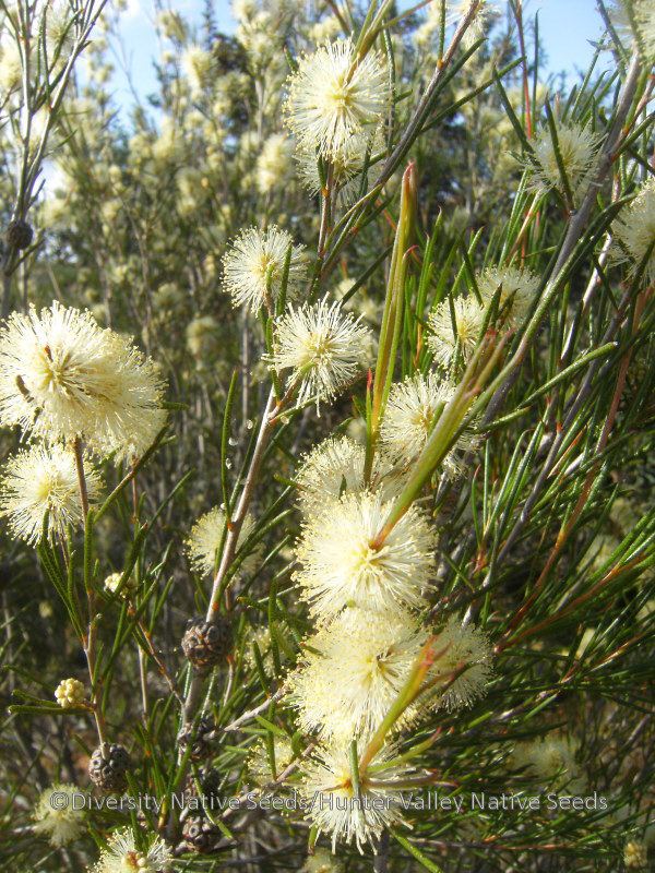 Melaleuca uncinata Melaleuca uncinata broombush Diversity Native Seeds