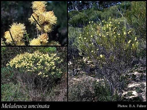 Melaleuca uncinata httpsflorabasedpawwagovausciencetimage59
